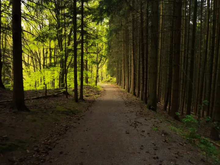 Nationaal Park Eifel 4