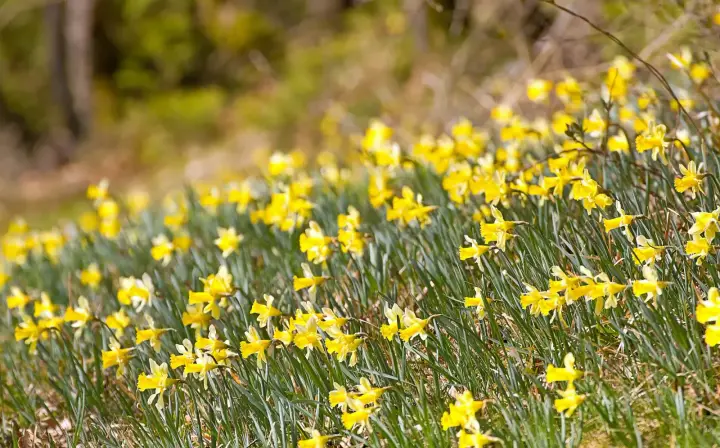 Natuur en sterren